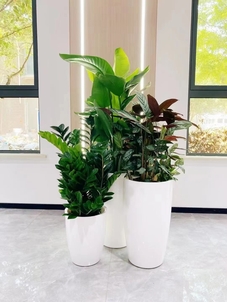 宁波前湾盆景出租